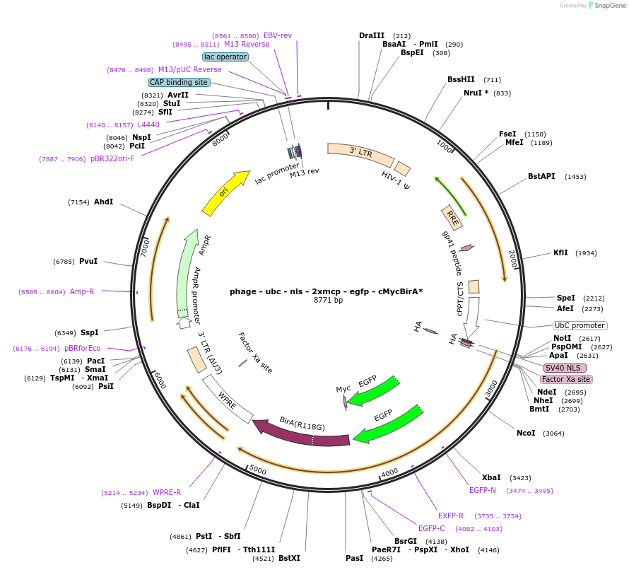 131133-plasmid-map-sequence-id-255501