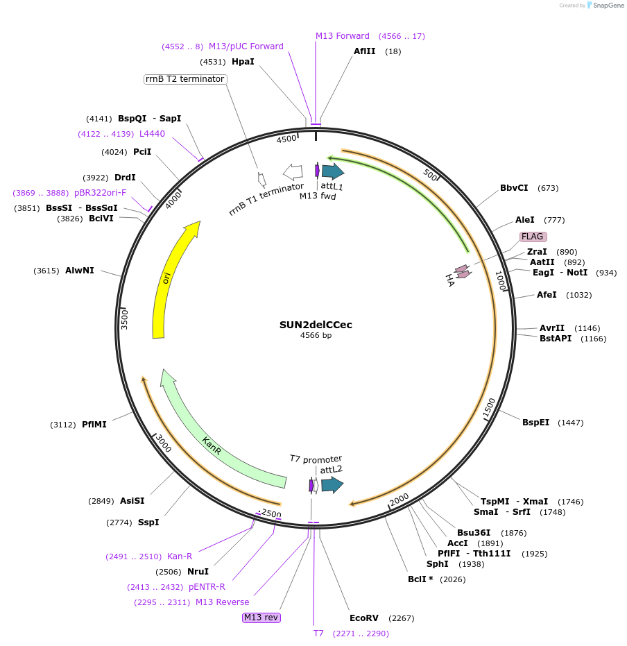130848-plasmid-map-sequence-id-255541