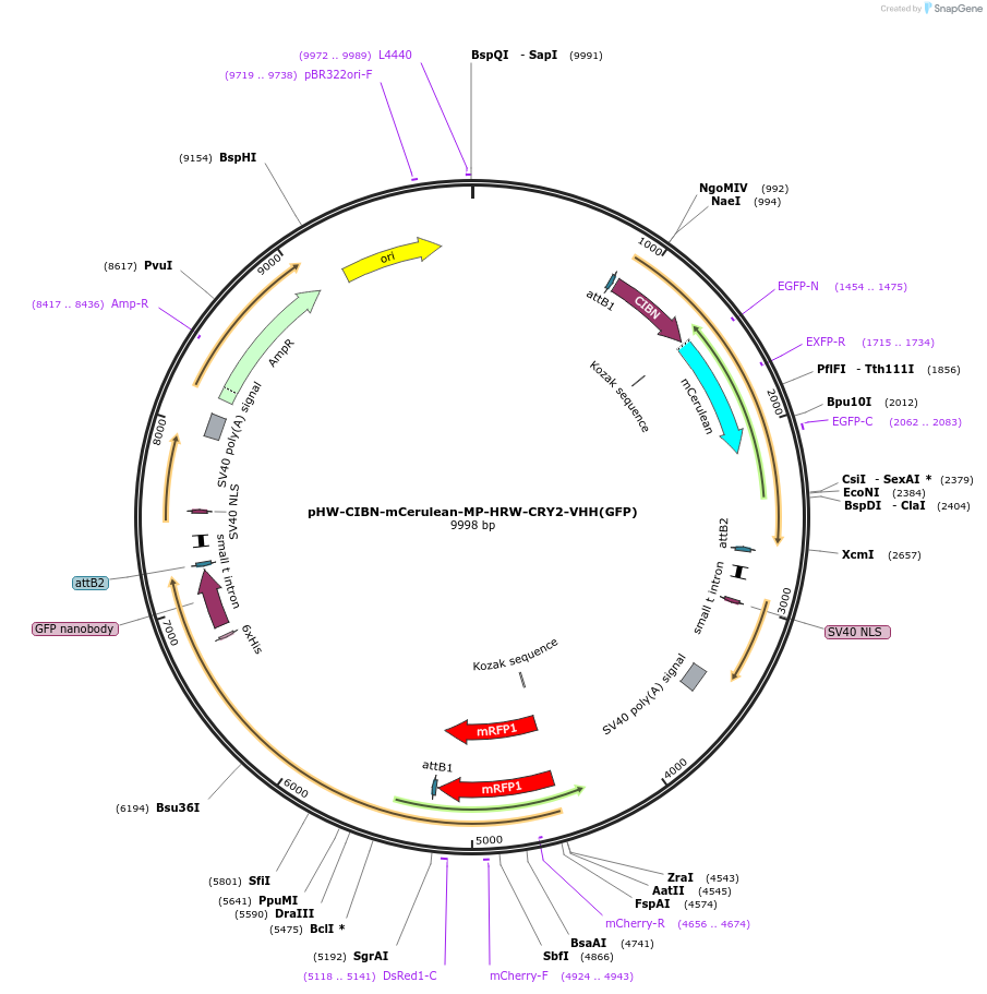 126025-plasmid-map-sequence-id-255542
