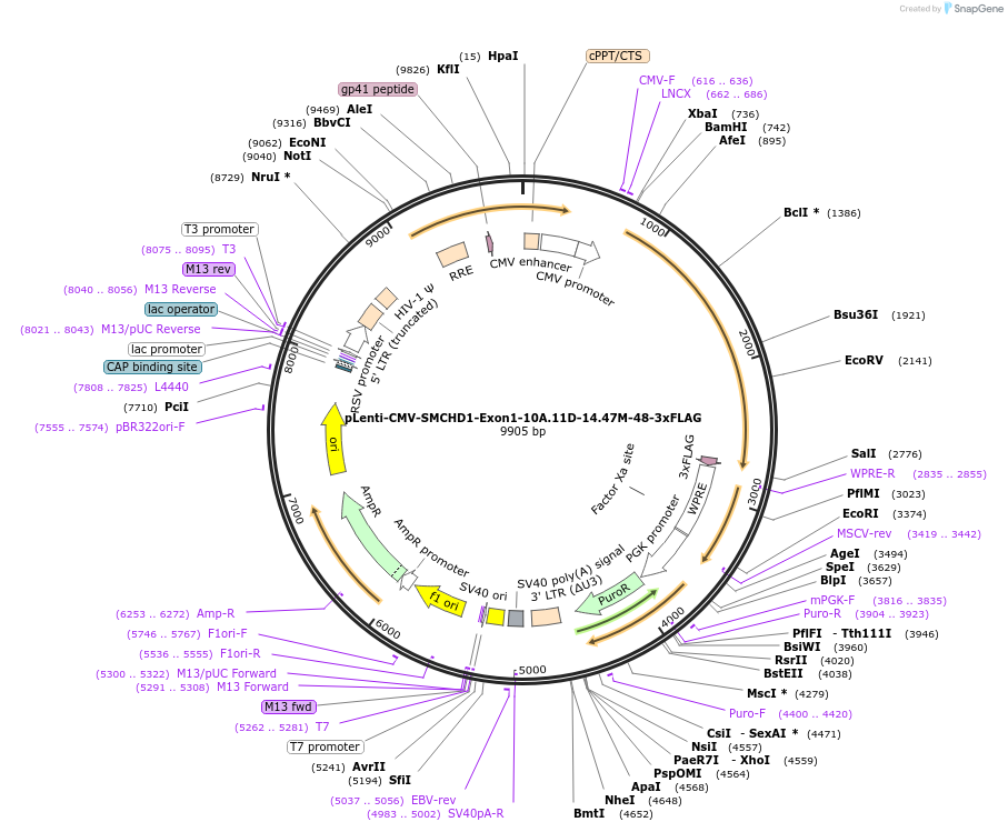 130683-plasmid-map-sequence-id-255544