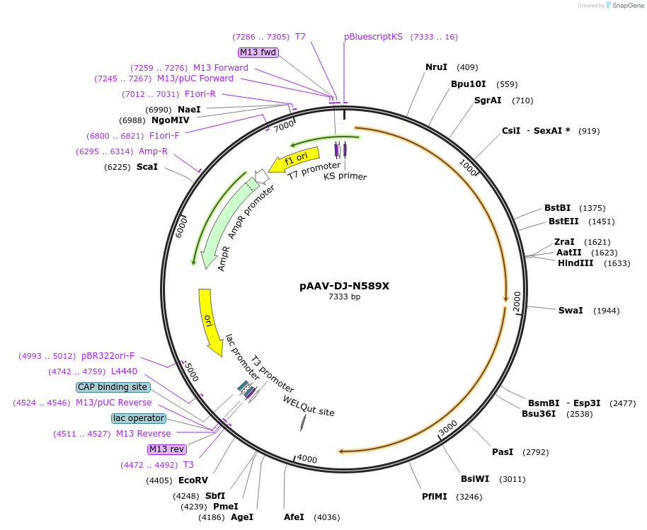 130878-plasmid-map-sequence-id-255547