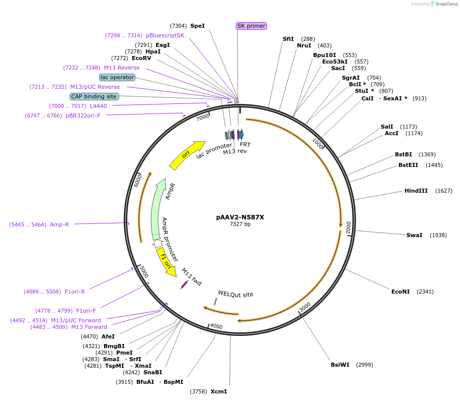 130877-plasmid-map-sequence-id-255548