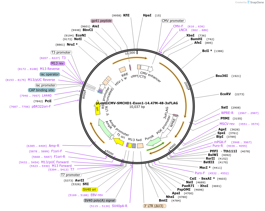 130682-plasmid-map-sequence-id-255552