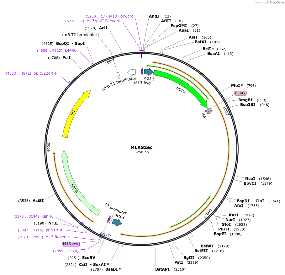 130855-plasmid-map-sequence-id-255563