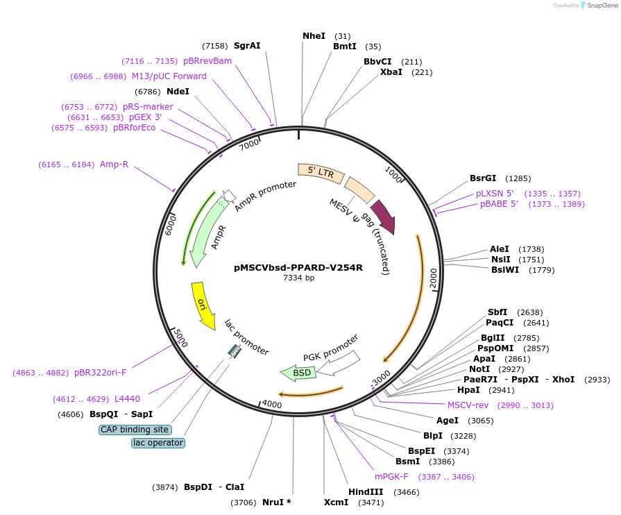 130735-plasmid-map-sequence-id-255564