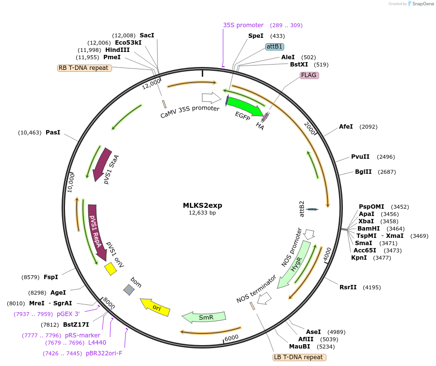 130856-plasmid-map-sequence-id-255566