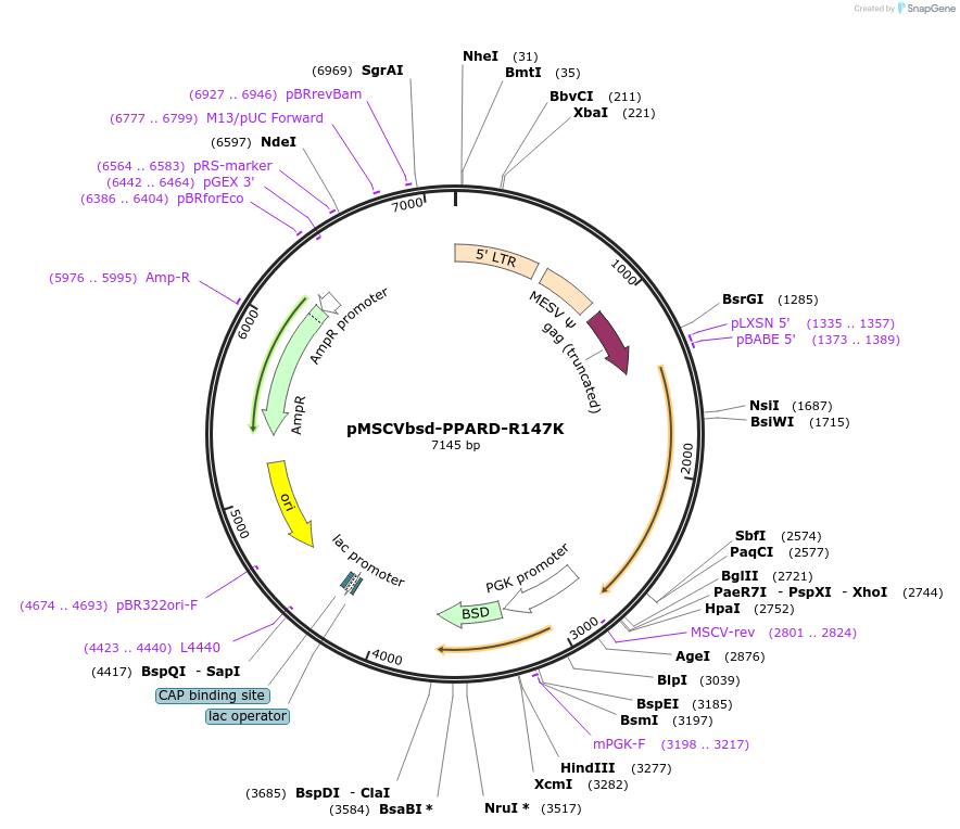 130728-plasmid-map-sequence-id-255567
