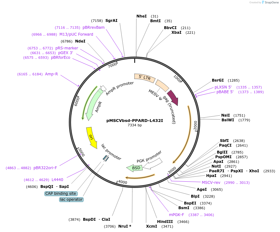 130798-plasmid-map-sequence-id-255572