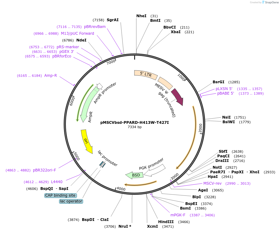 130766-plasmid-map-sequence-id-255583