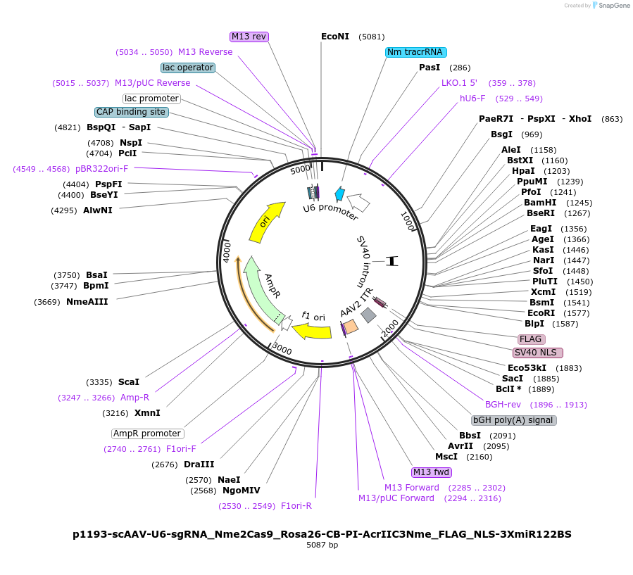 129531-plasmid-map-sequence-id-255632