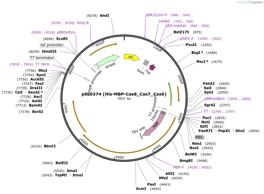 130639-plasmid-map-sequence-id-255644