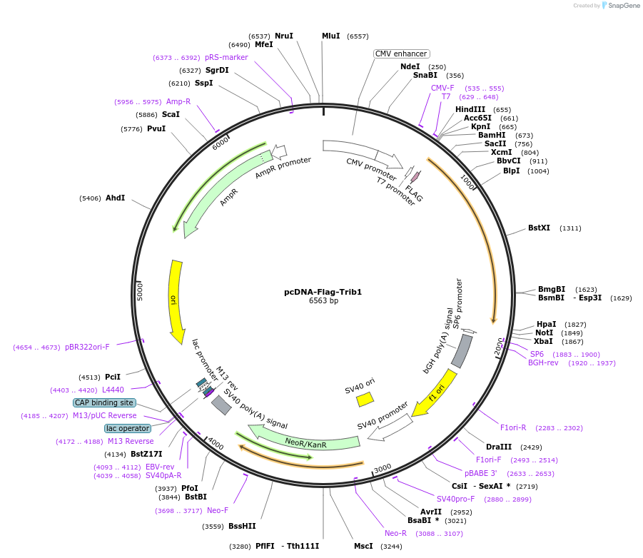 131156-plasmid-map-sequence-id-255652