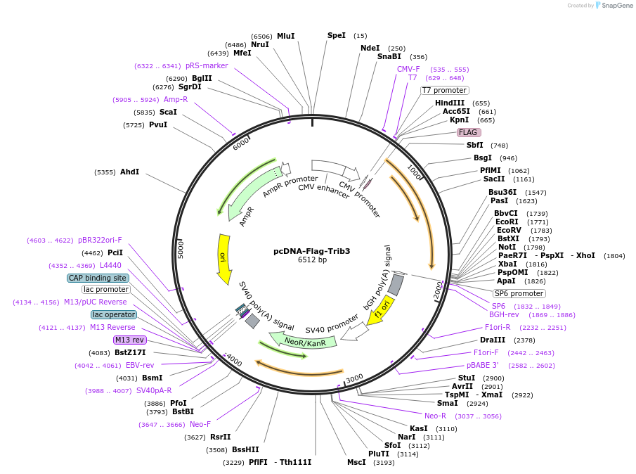 131157-plasmid-map-sequence-id-255653