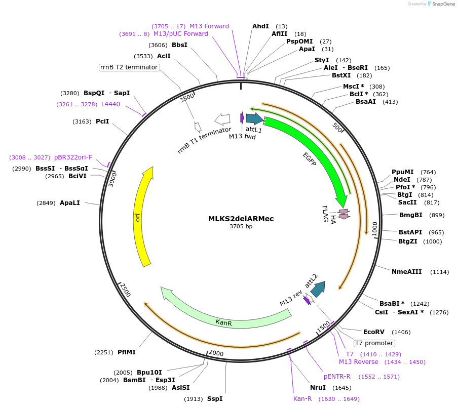 130860-plasmid-map-sequence-id-255666