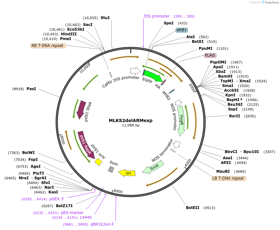 130864-plasmid-map-sequence-id-255668