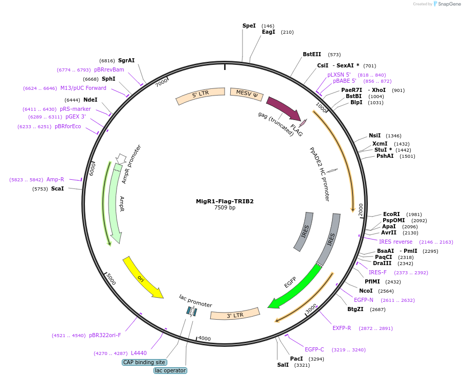 131154-plasmid-map-sequence-id-255677
