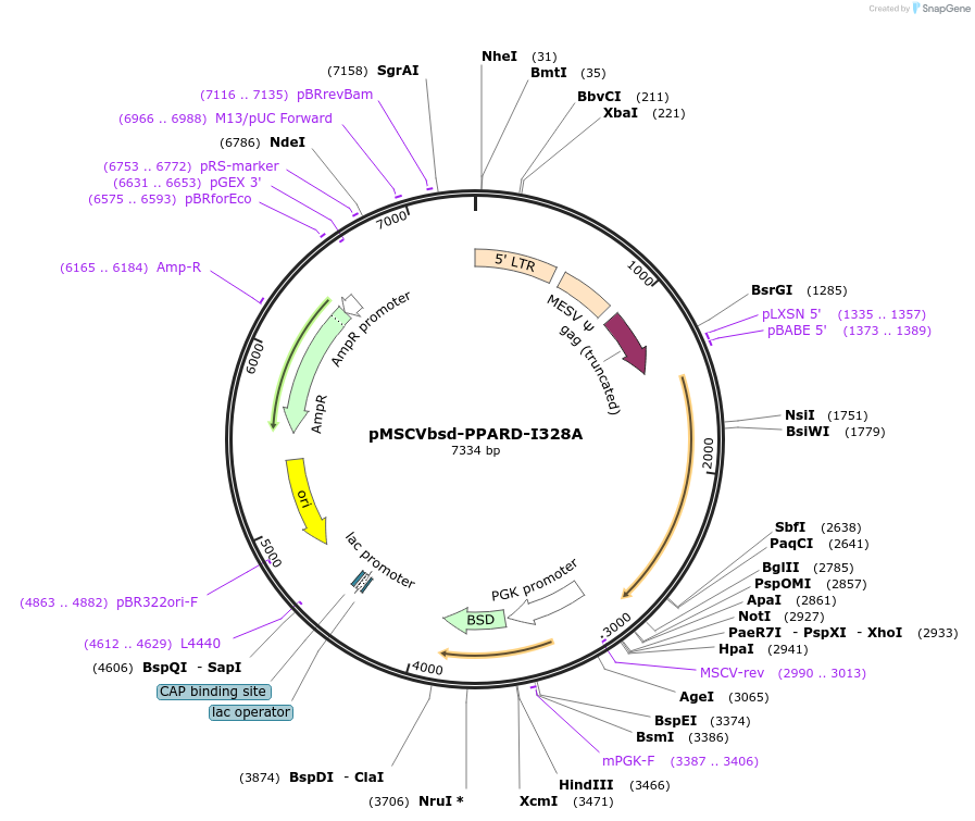 130756-plasmid-map-sequence-id-255682