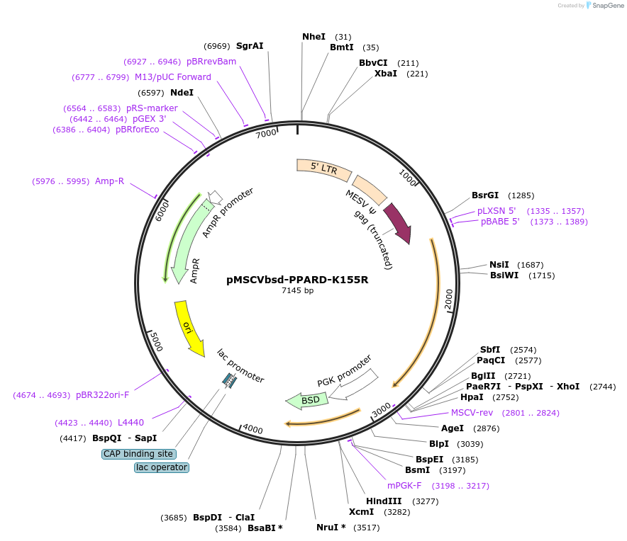 130730-plasmid-map-sequence-id-255683