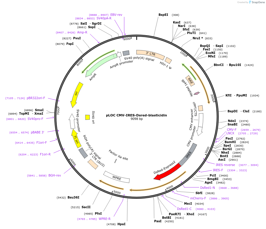 129428-plasmid-map-sequence-id-255692