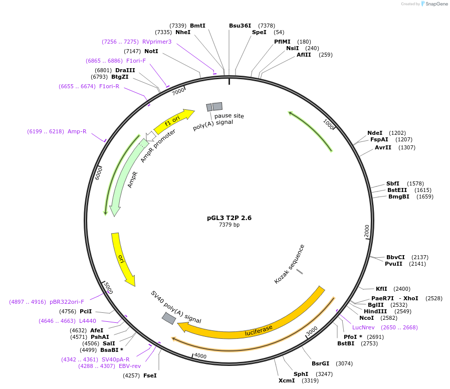 131151-plasmid-map-sequence-id-255695