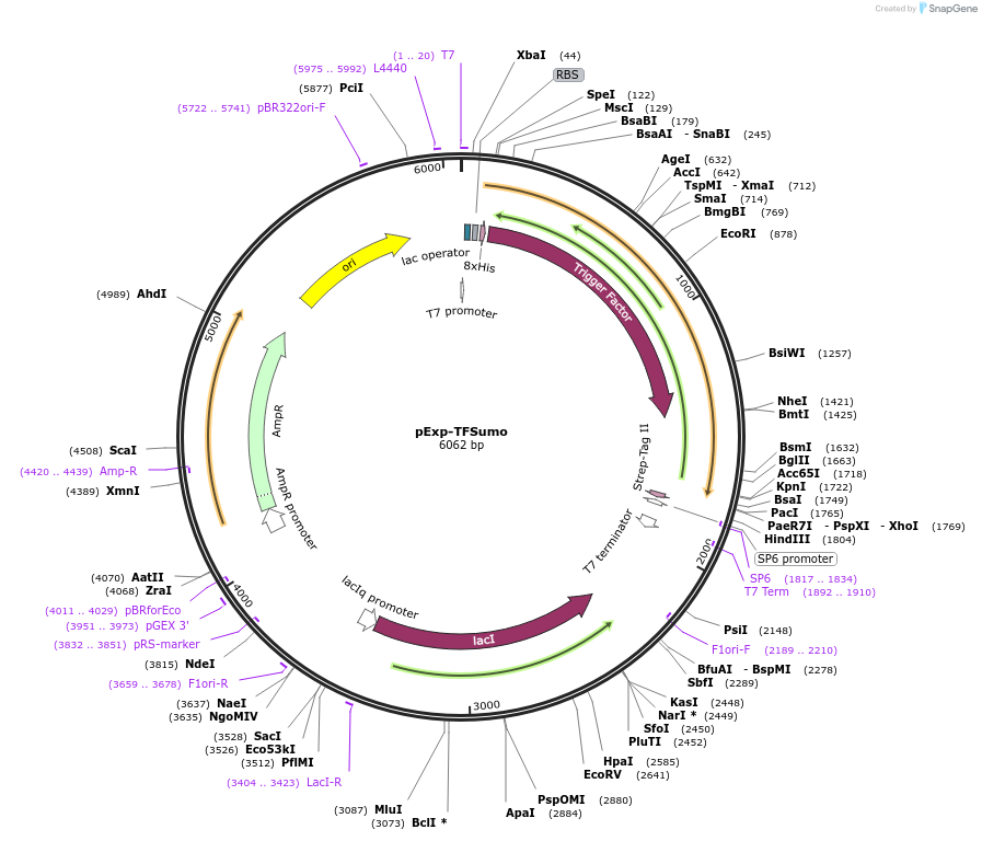 112576-plasmid-map-sequence-id-255698
