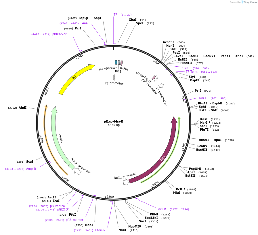112570-plasmid-map-sequence-id-255699