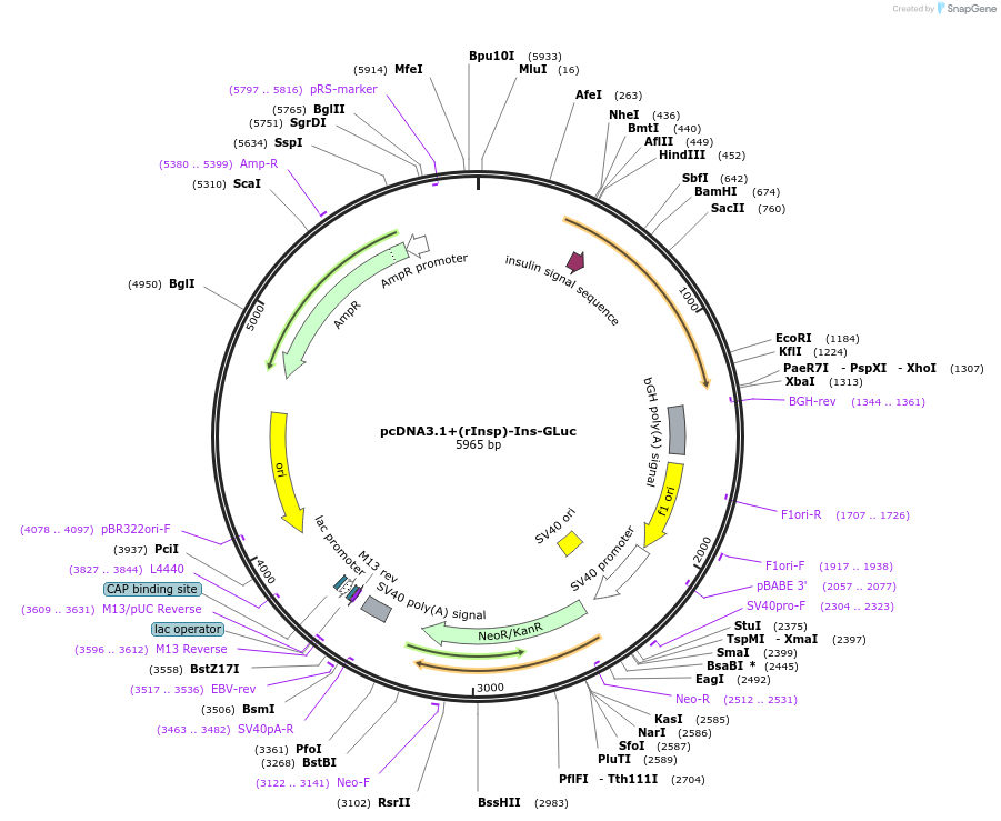 89928-plasmid-map-sequence-id-255702
