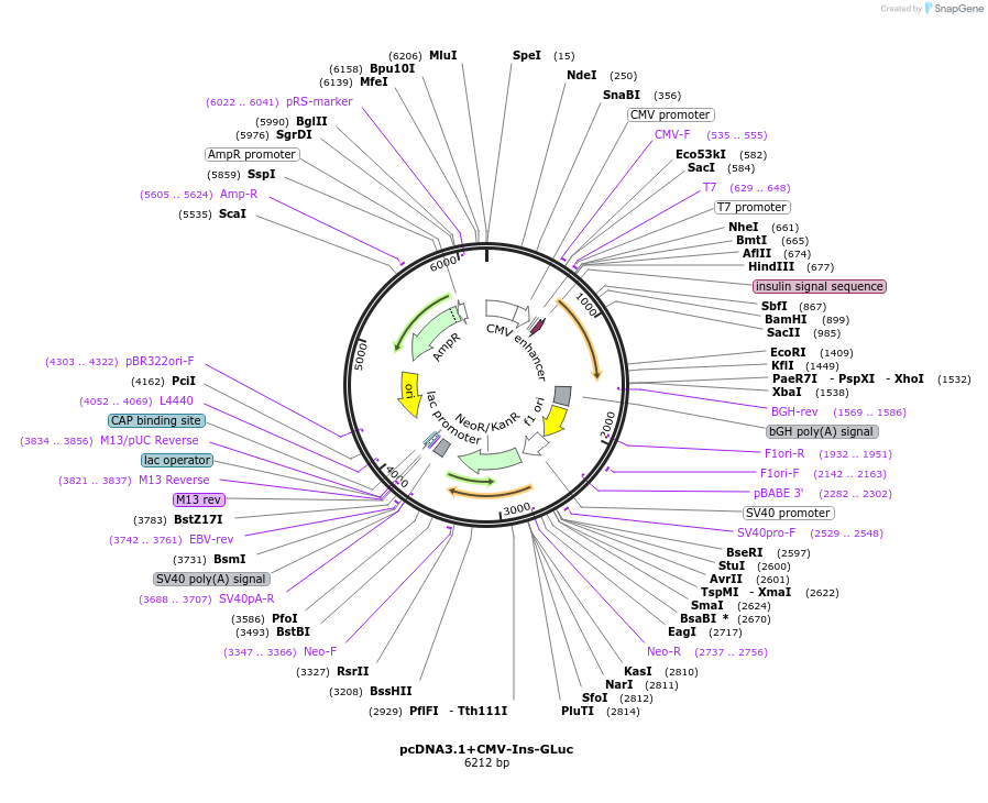 89929-plasmid-map-sequence-id-255704