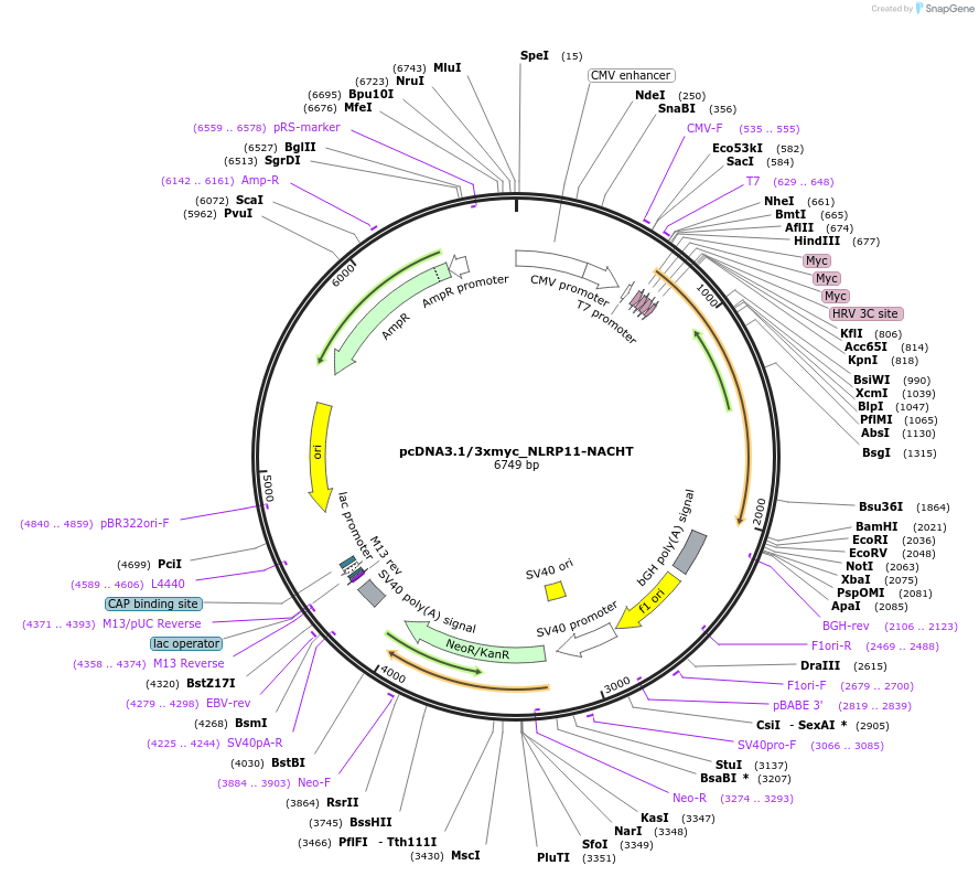 131199-plasmid-map-sequence-id-255709