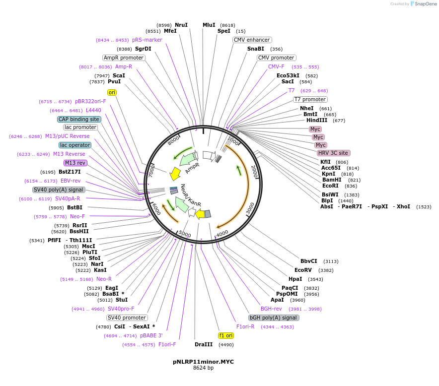 131195-plasmid-map-sequence-id-255717