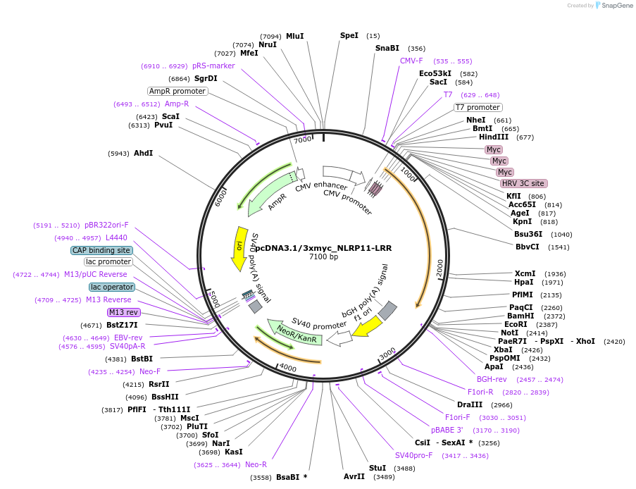 131200-plasmid-map-sequence-id-255720