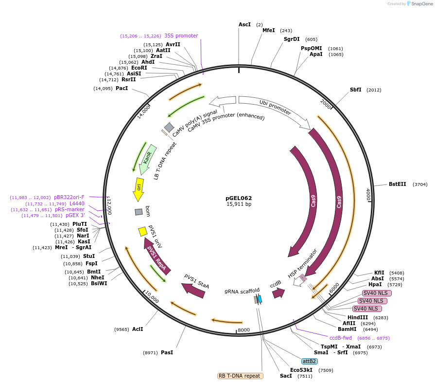 124894-plasmid-map-sequence-id-255725