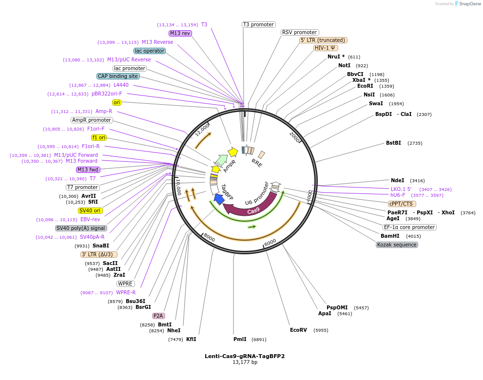 124774-plasmid-map-sequence-id-255735