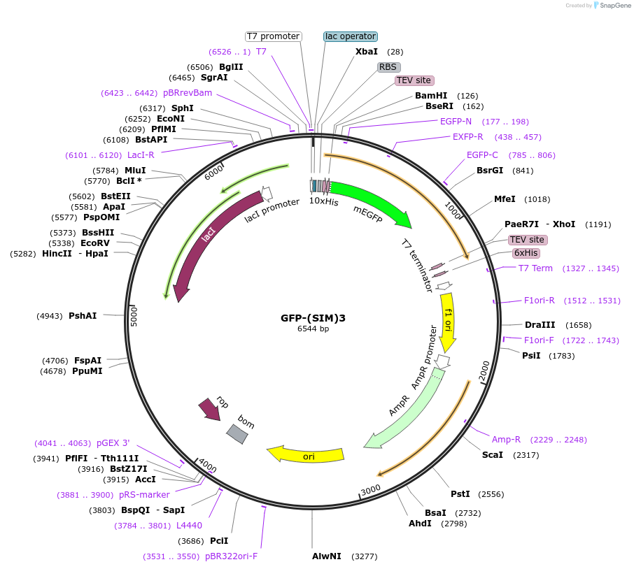 126955-plasmid-map-sequence-id-255787