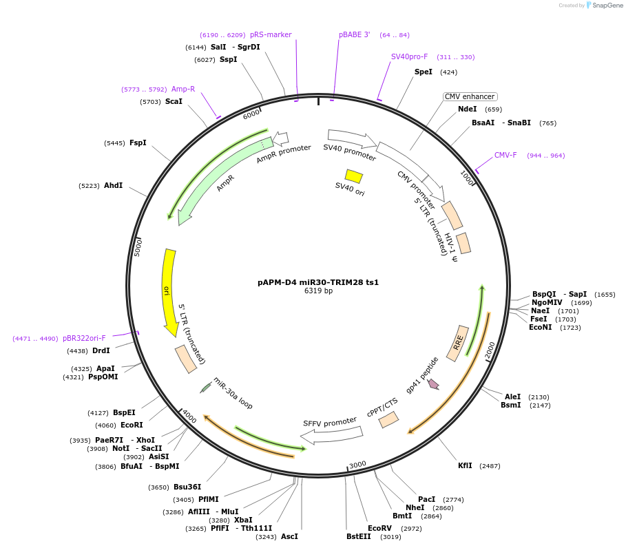 115862-plasmid-map-sequence-id-255799