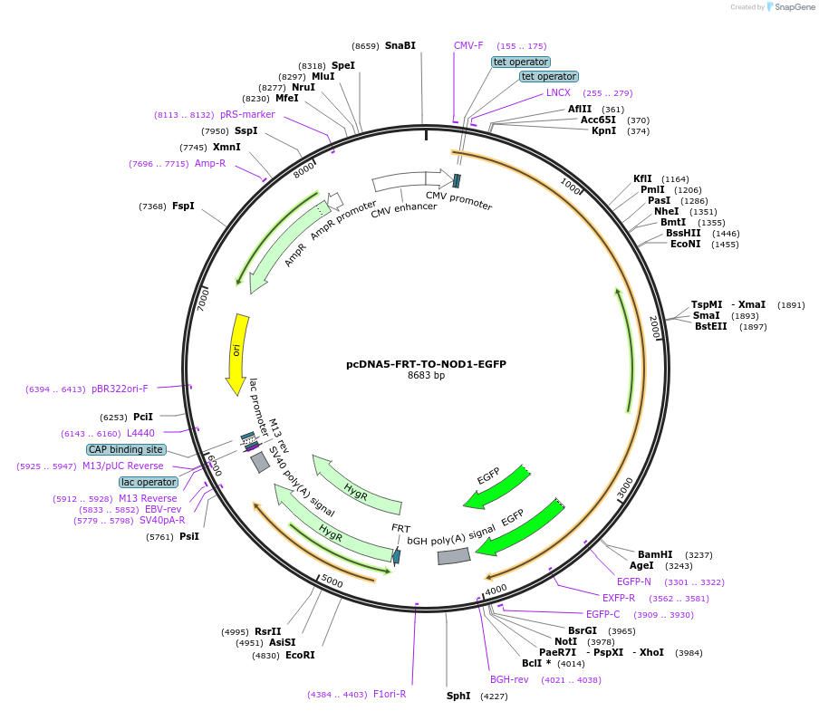 131206-plasmid-map-sequence-id-255802