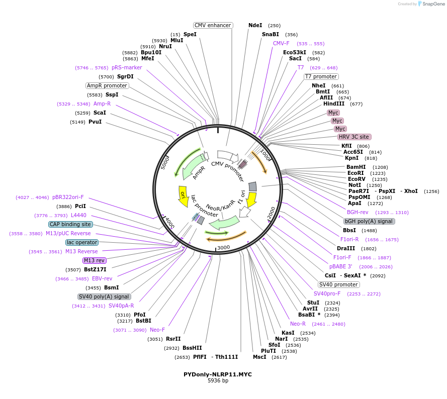 131198-plasmid-map-sequence-id-255805