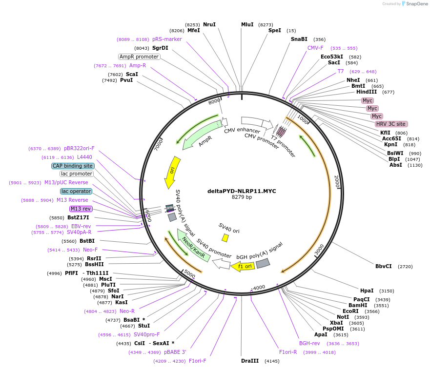 131197-plasmid-map-sequence-id-255809