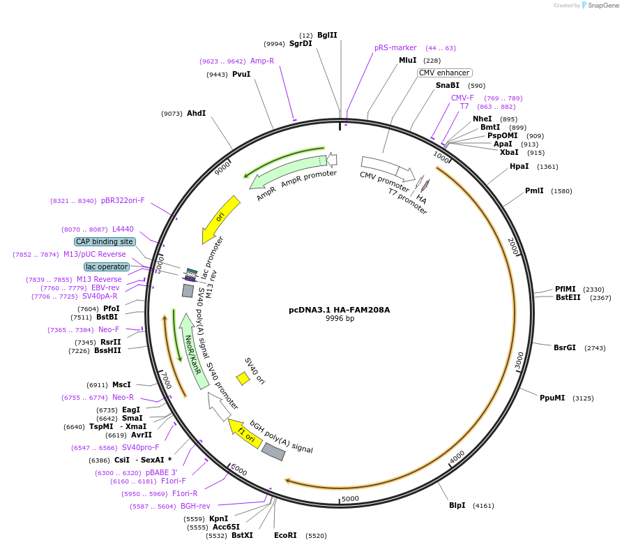 115845-plasmid-map-sequence-id-255817
