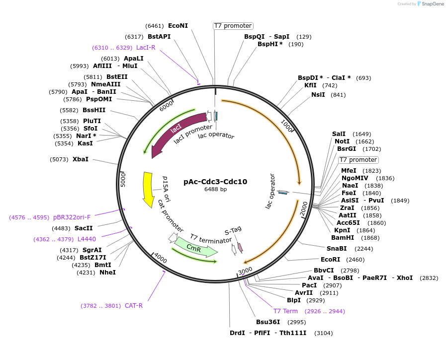 131160-plasmid-map-sequence-id-255829