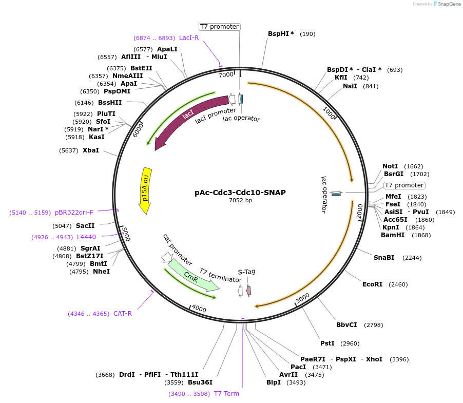 131161-plasmid-map-sequence-id-255830