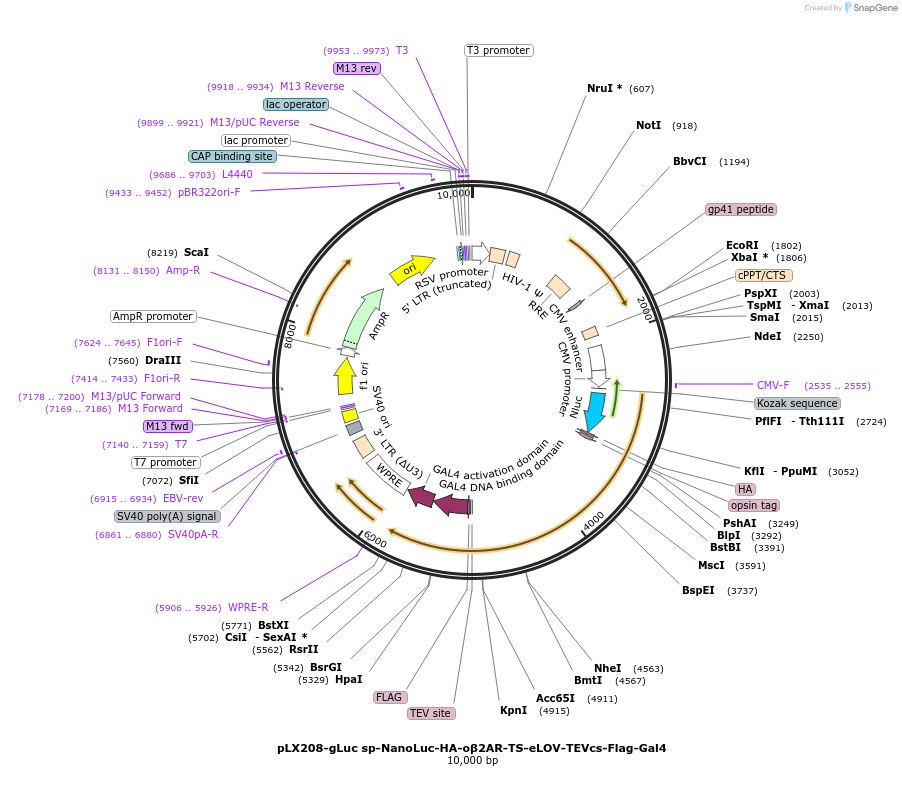 125230-plasmid-map-sequence-id-255843