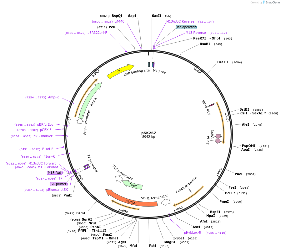 129272-plasmid-map-sequence-id-255863