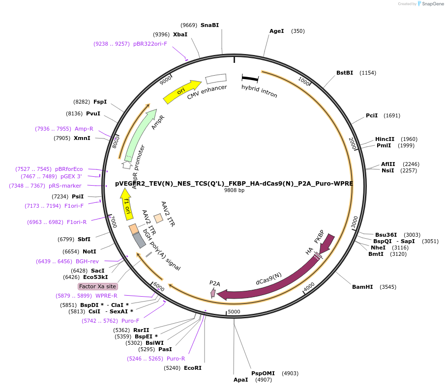101106-plasmid-map-sequence-id-255870