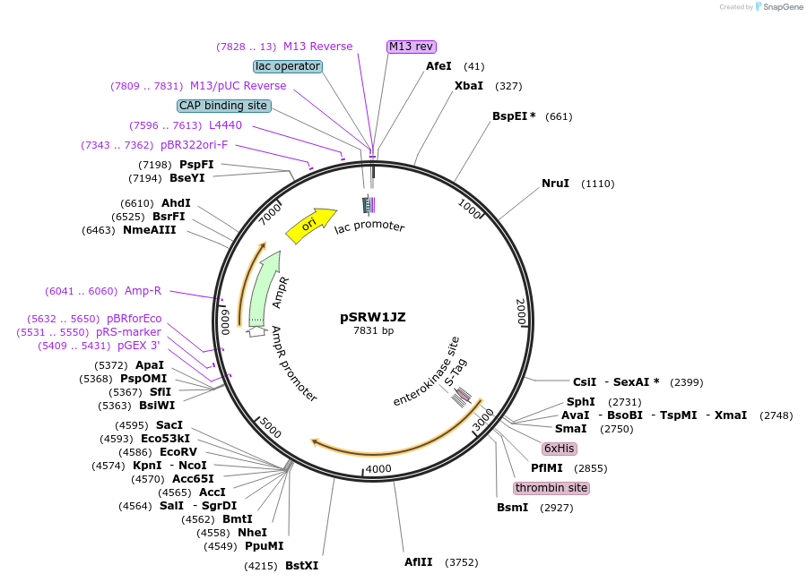 129528-plasmid-map-sequence-id-255884