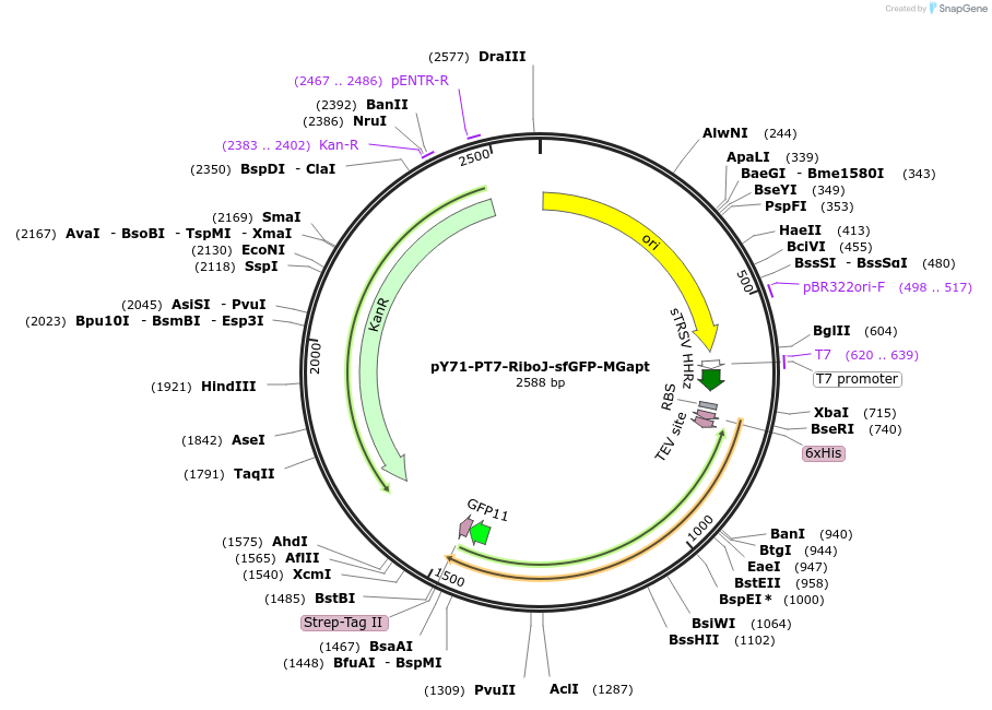 129119-plasmid-map-sequence-id-255886