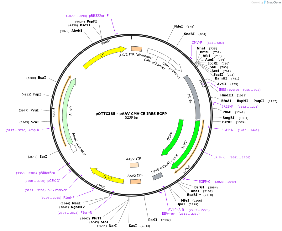 102936-plasmid-map-sequence-id-255887