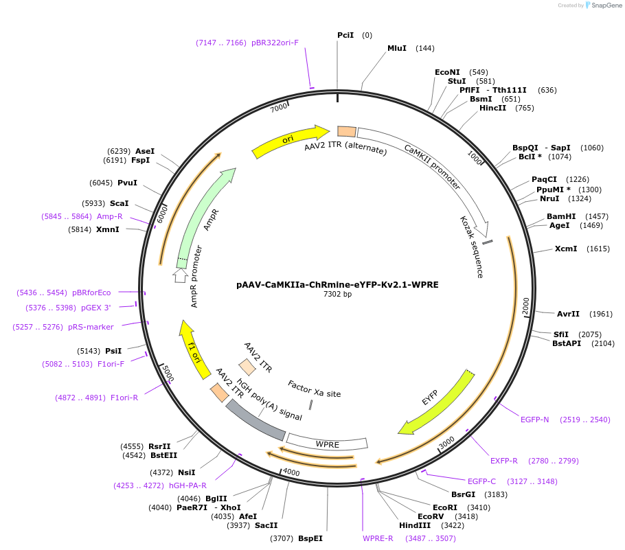 130989-plasmid-map-sequence-id-255893