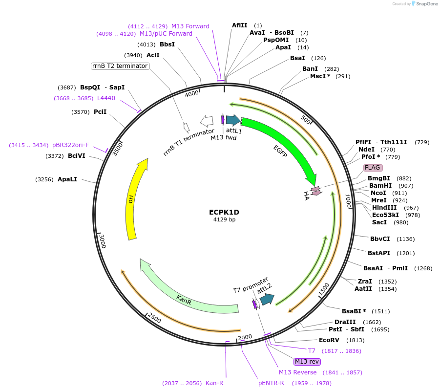 130830-plasmid-map-sequence-id-255905