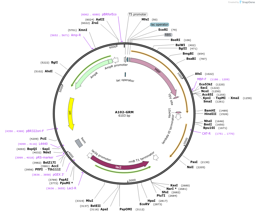 123291-plasmid-map-sequence-id-255907